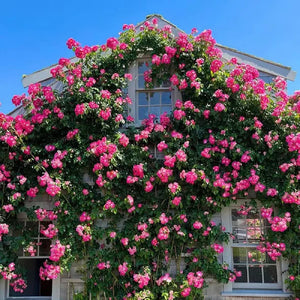 Elegant Climbing Rose Flower Seeds